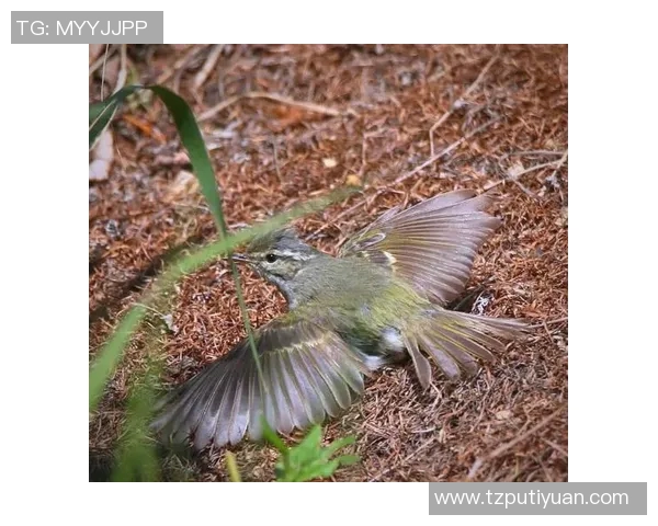 大阪钢吧与鸟类的奇妙对话探索自然与城市的和谐共生